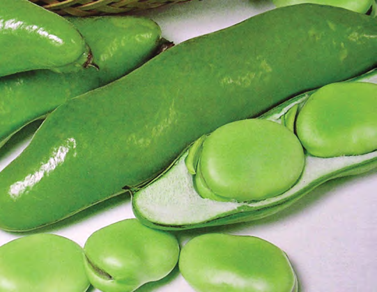 JUMBO Fava Bean Seeds