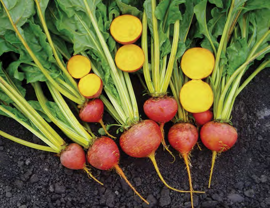 TOUCHSTONE GOLD Beet Seeds