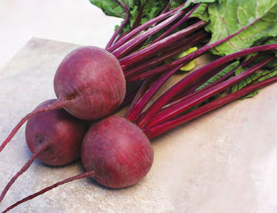 KESTREL Beet Seeds
