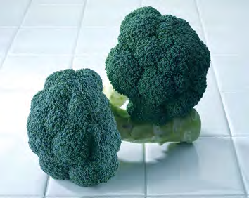 AVENGER Broccoli Seeds