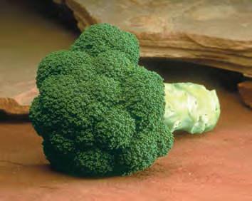 MARATHON Broccoli Seeds