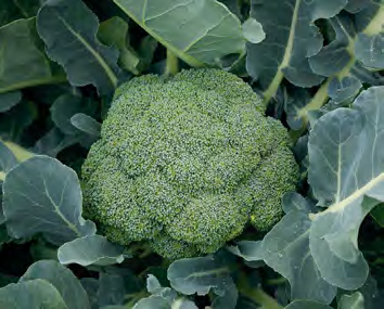 GODZILLA Broccoli Seeds