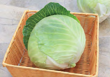 STORAGE #4 Cabbage Seeds