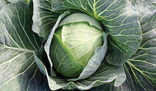 SUPERSTAR Cabbage Seeds
