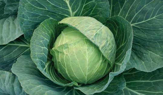 HEADSTART Cabbage Seeds