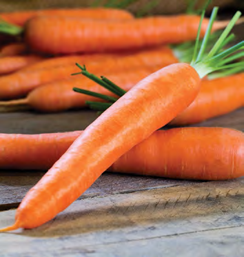 DUQUESA Carrot Seeds