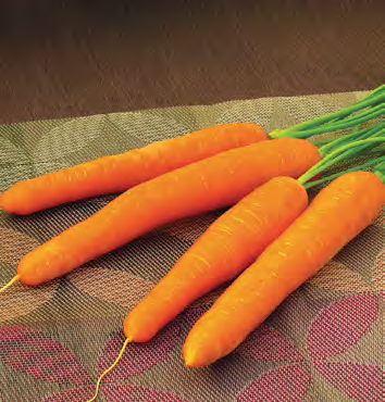 INGOT Carrot Seeds
