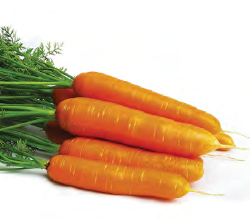 FUERTE Carrot Seeds