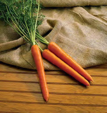 OLYMPUS Carrot Seeds