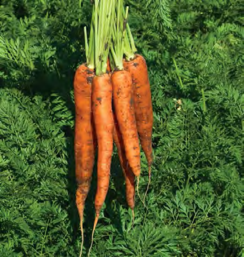 NEPTUNE Carrot Seeds
