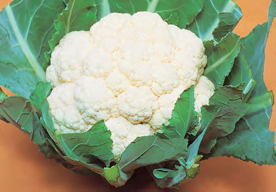 WHITE CORONA Cauliflower Seeds