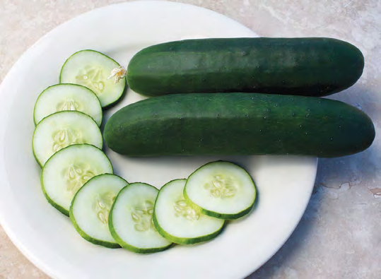 SLICE MORE Cucumber Seeds