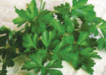 50-60 Herbs Seeds