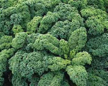 BLUE RIDGE Kale Seeds