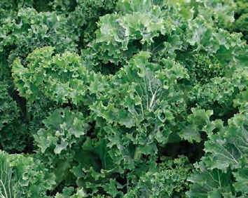 IMPROVED DWARF Kale Seeds