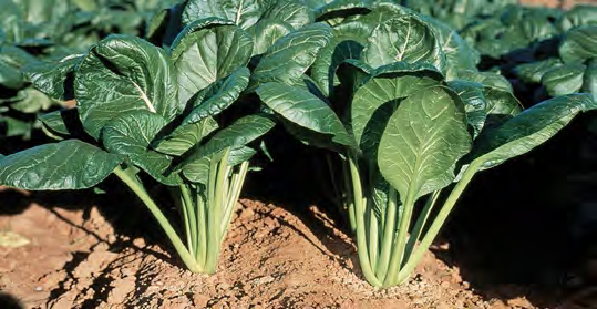 SAVANNA Komatsuna Seeds