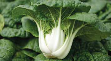 ASIAN DELIGHT Pak Choi Seeds