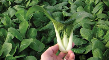 TOY CHOY Pak Choi Seeds