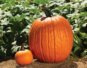 LARGE MARGE Pumpkin Seeds