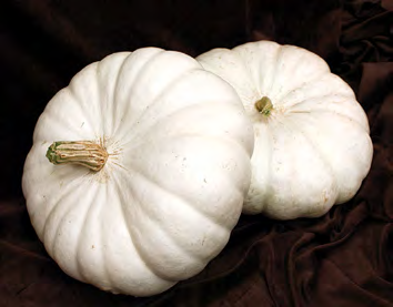 WHITE FLAT BOER FORD Pumpkin Seeds