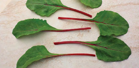 FIRE FRESH Swiss Chard Seeds
