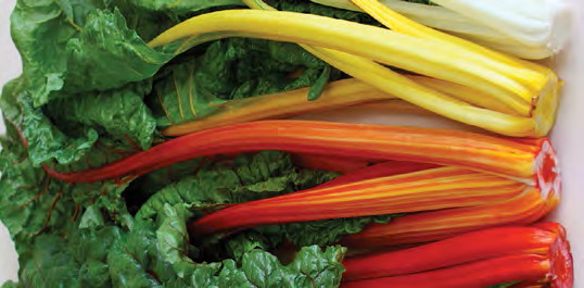 CELEBRATION Swiss Chard Seeds