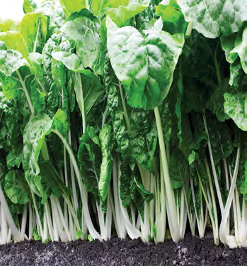 FORDHOOK GIANT Swiss Chard Seeds