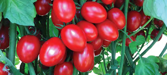 GOLD SPARK Tomato Seeds