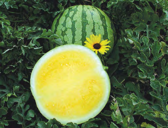 YELLOW BUTTERCUP Watermelon Seeds